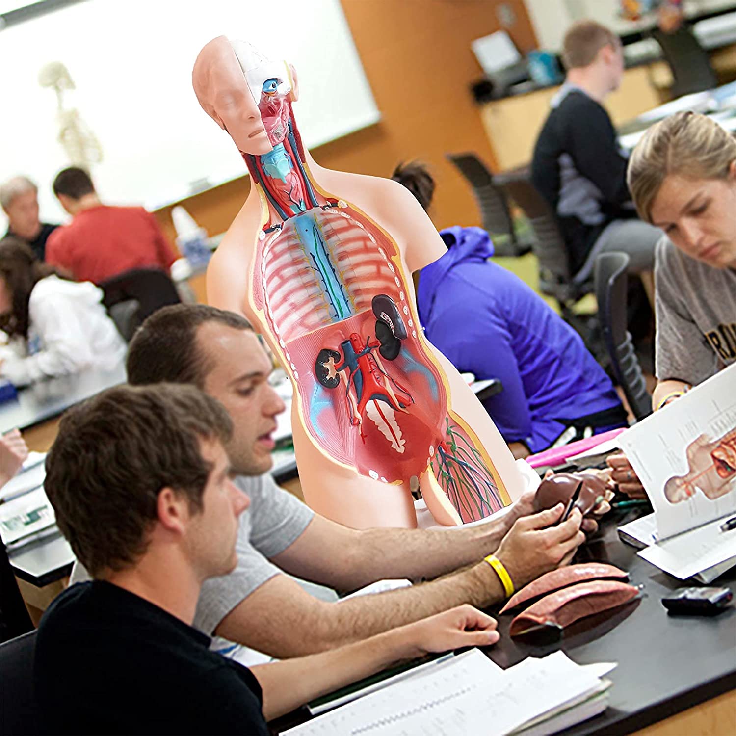 85 cm model ciała ludzkiego tułowia lalka anatomiczna z wyjmowanymi organami 3D model ludzkiego narządu 23 części model tułowia dla studentów materiały dydaktyczne