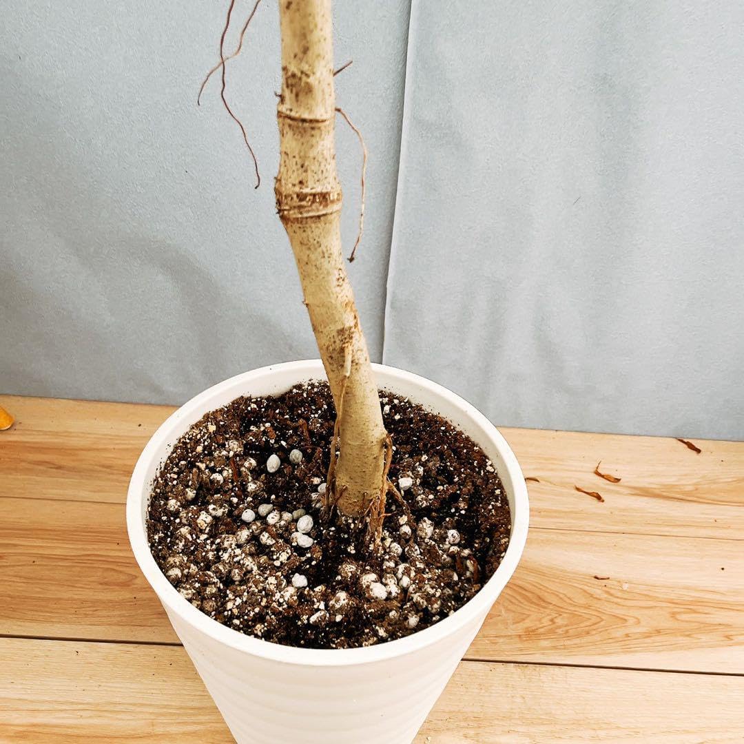 フィカス ウンベラータ 曲がり 8号 大型大株 インテリアグリーン室内