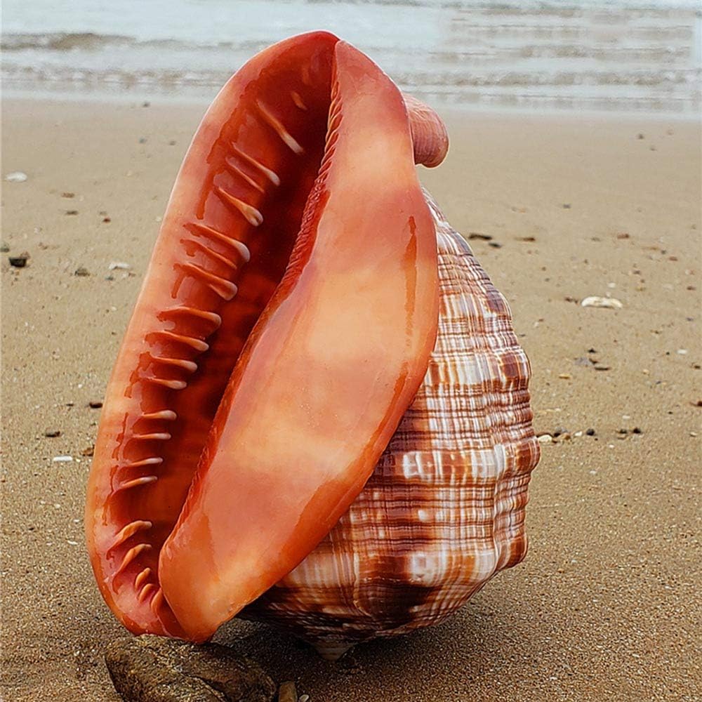 Beach Shells,Natural Shell, Natural Conch Sea, Large Brown Pattern Seashells Nautical Decor Turbo Polished Display Shell Hermit Crab Collector,5.2~7.2Inch(7~7.2inch)