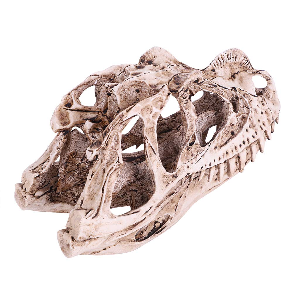 Modello Di Teschio Di Dinosauro In Resina Scheletro Animale Simulato Home Office Decor Craft Insegnamento Prop