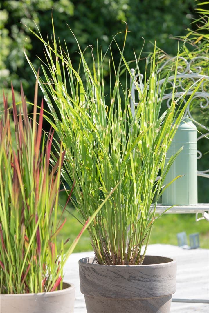 Miscanthus sinensis 'Strictus' – Winterhart, Mehrjährig, Pflegeleicht – Zebragras – Ziergras für Beet & Kübel