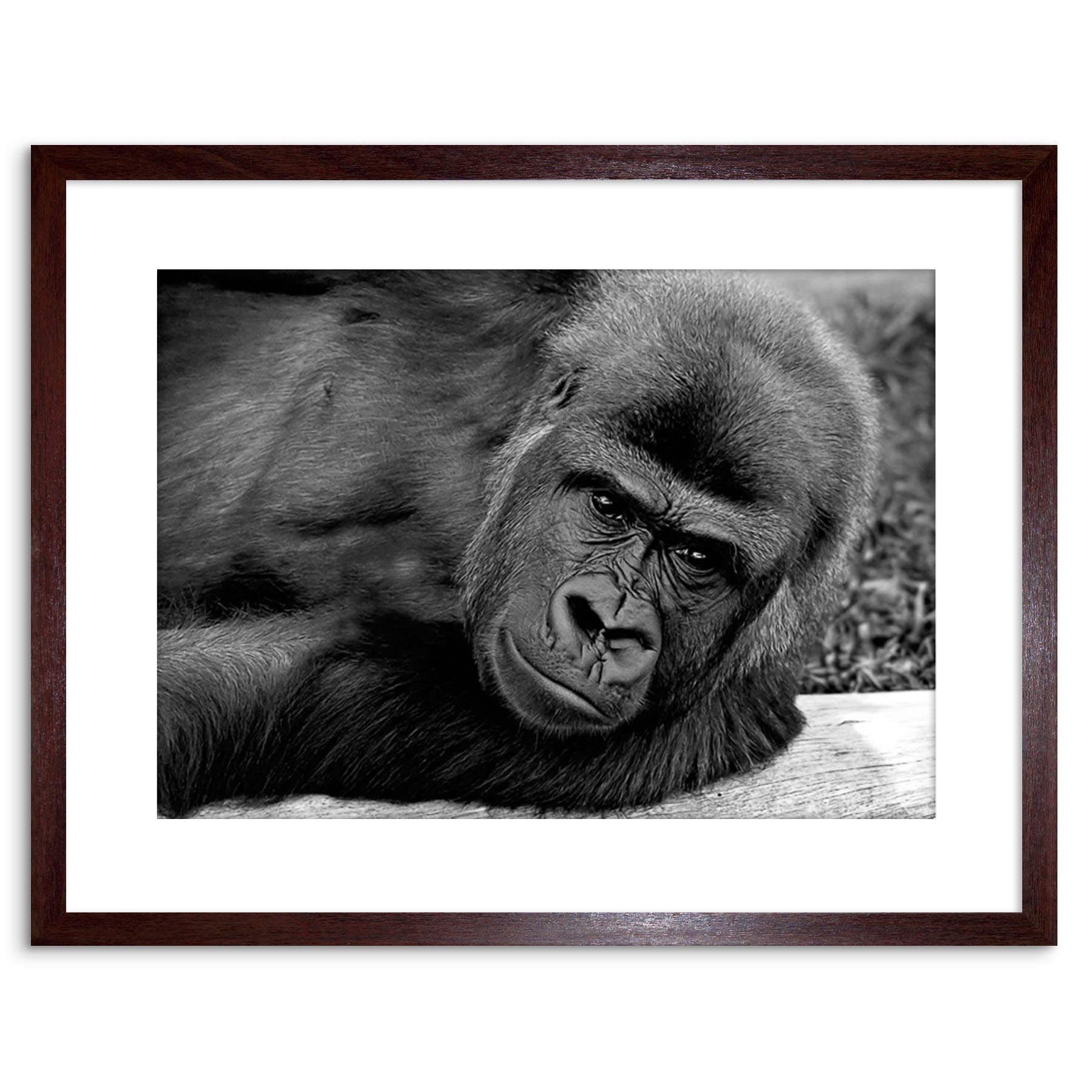 Wee Blue Coo 9x7 '' GORILLA APE BLACK WHITE FRAMED ART PRINT PICTURE MOUNT PHOTO F97X372