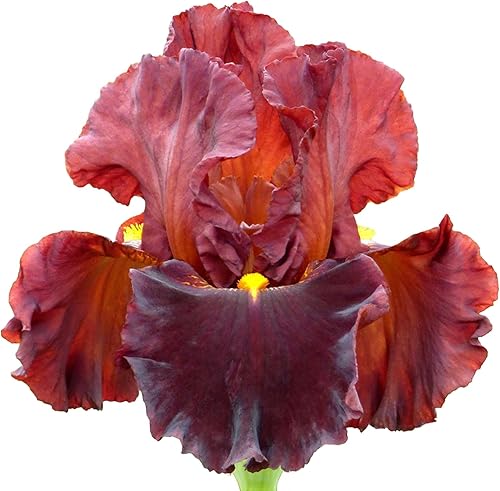 Valentino - Planta de iris barbudo en maceta, flores fragantes de color rojo ladrillo, fácil de cultivar para jardín perenne