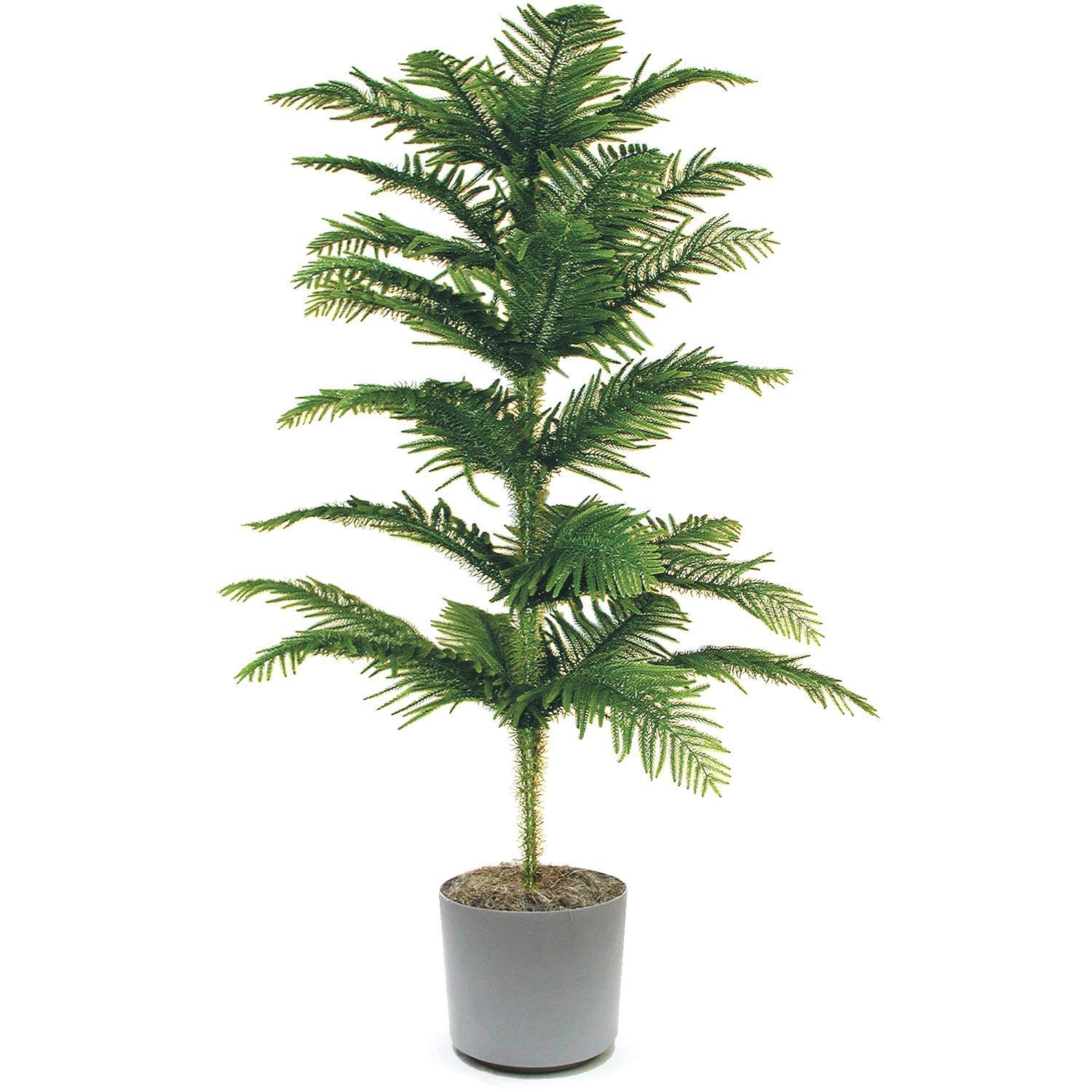 Seedtrees Christmas Tree plant Healthy live plant Pack of 1 (B0CPT35M48) Amazon Price History, Amazon Price Tracker