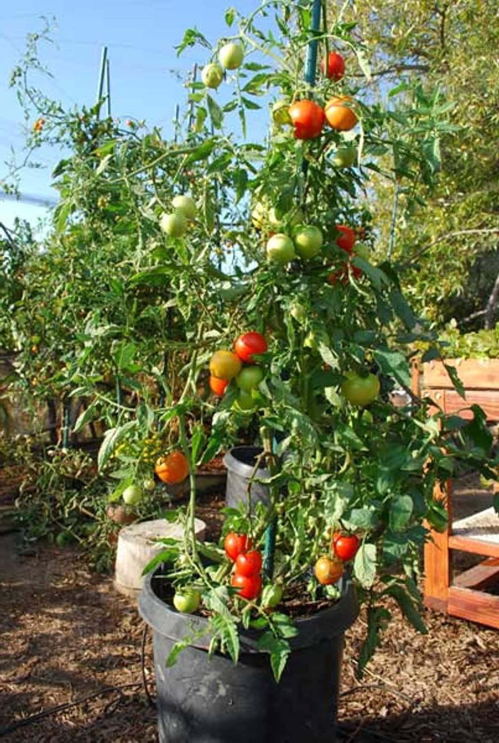 Zomoloco_? High Yield Pusa Ruby Hybrid Tomato Seeds_l1392(250per packet)