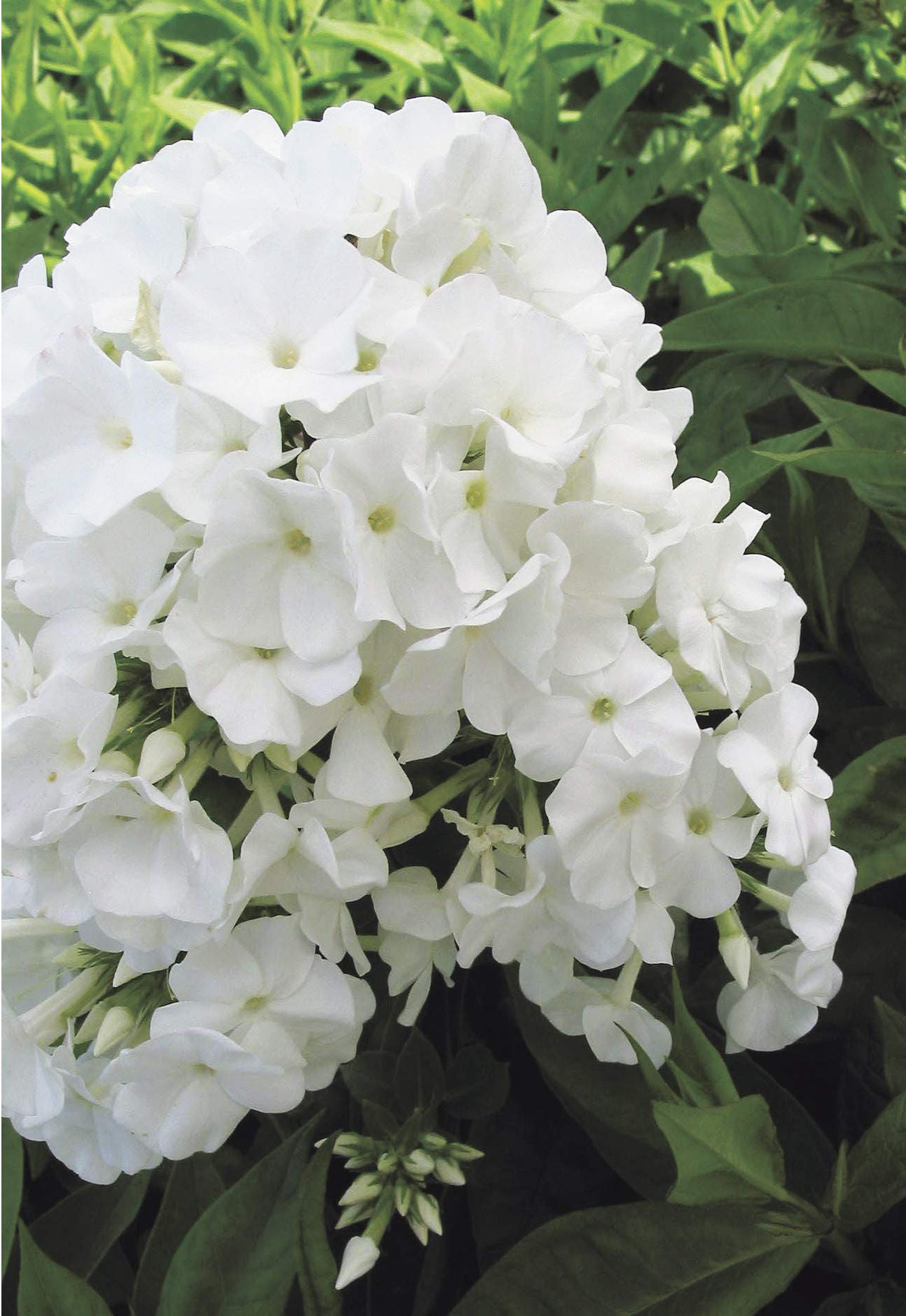 Volcano Phlox White