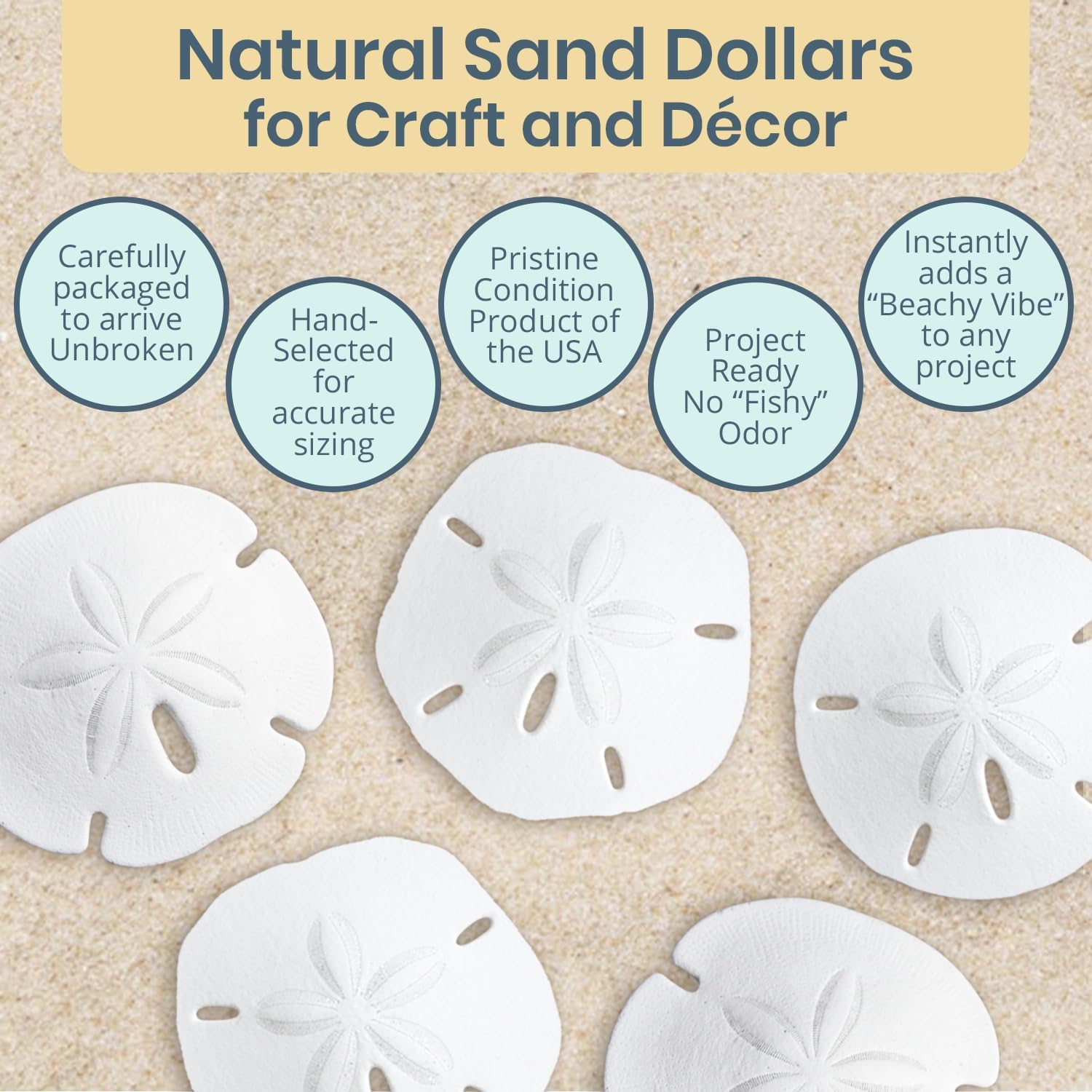 Real Sand Dollars Under 1" (200 Pack) – Sand Dollar Wall Art & Ornament Set – Beach Wedding Decor – Nautical Party Table Decor – Mini Shells for Crafts – Coastal Gifts