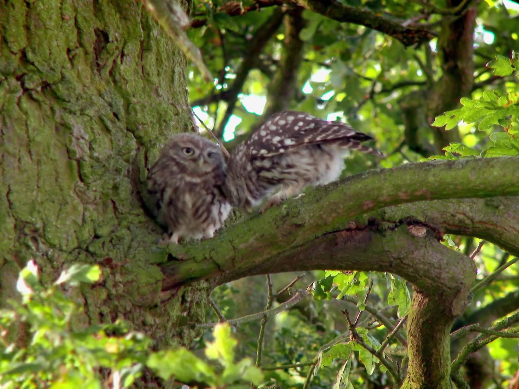 Watch The Secret Life Of Baby Owls Prime Video