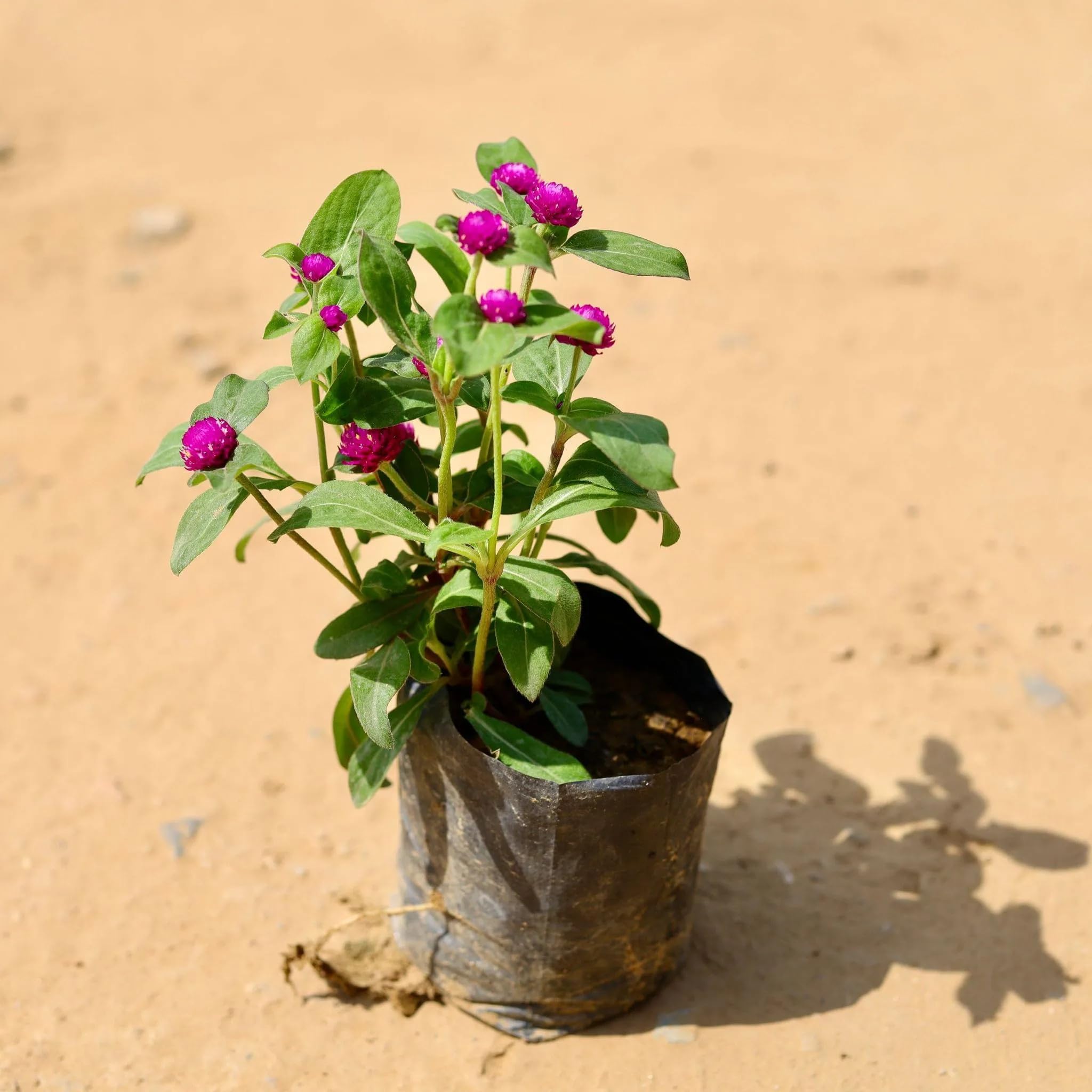 Anuraj farms globe Amaranth, Gomphrena Globe Amaranth Planting Flowers live Plant in grow bag (B0D3M9KVBK) Amazon Price History, Amazon Price Tracker