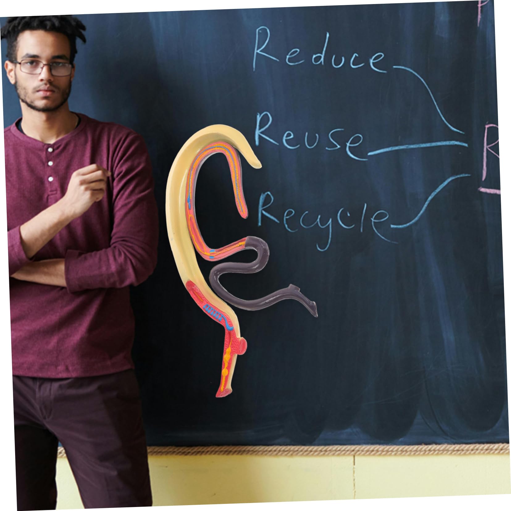 Modèle Anatomique de Schistosome Détachable Affichage Facile en Plastique pour Enseignement en Biologie pour Cours et Expositions Scientifiques