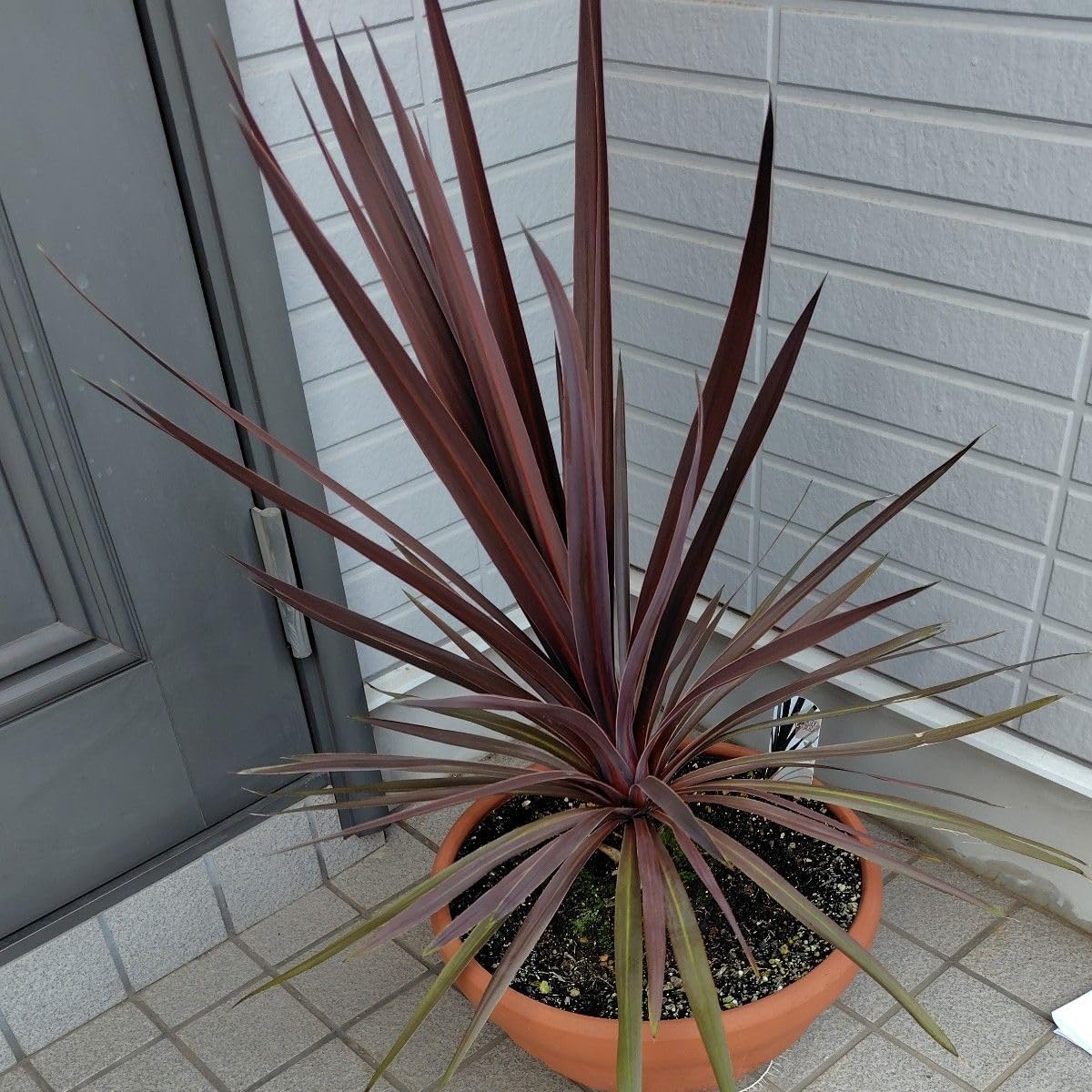 14番　リトープス　ステインケアナ　翠蛾　C388 双頭　種子付き 14番 リトープス ステインケアナ 翠蛾 C388 双頭 種子付き リトープス