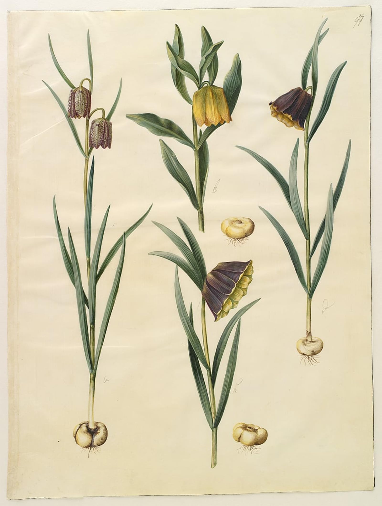 SERENDIPITP Retro Picture Poster Wall Art Pictures Painting Fritillaria Turkeys by Hans Simon Holtzbecker Wall Art Canvas Print for Wall Decor 60x90cm
