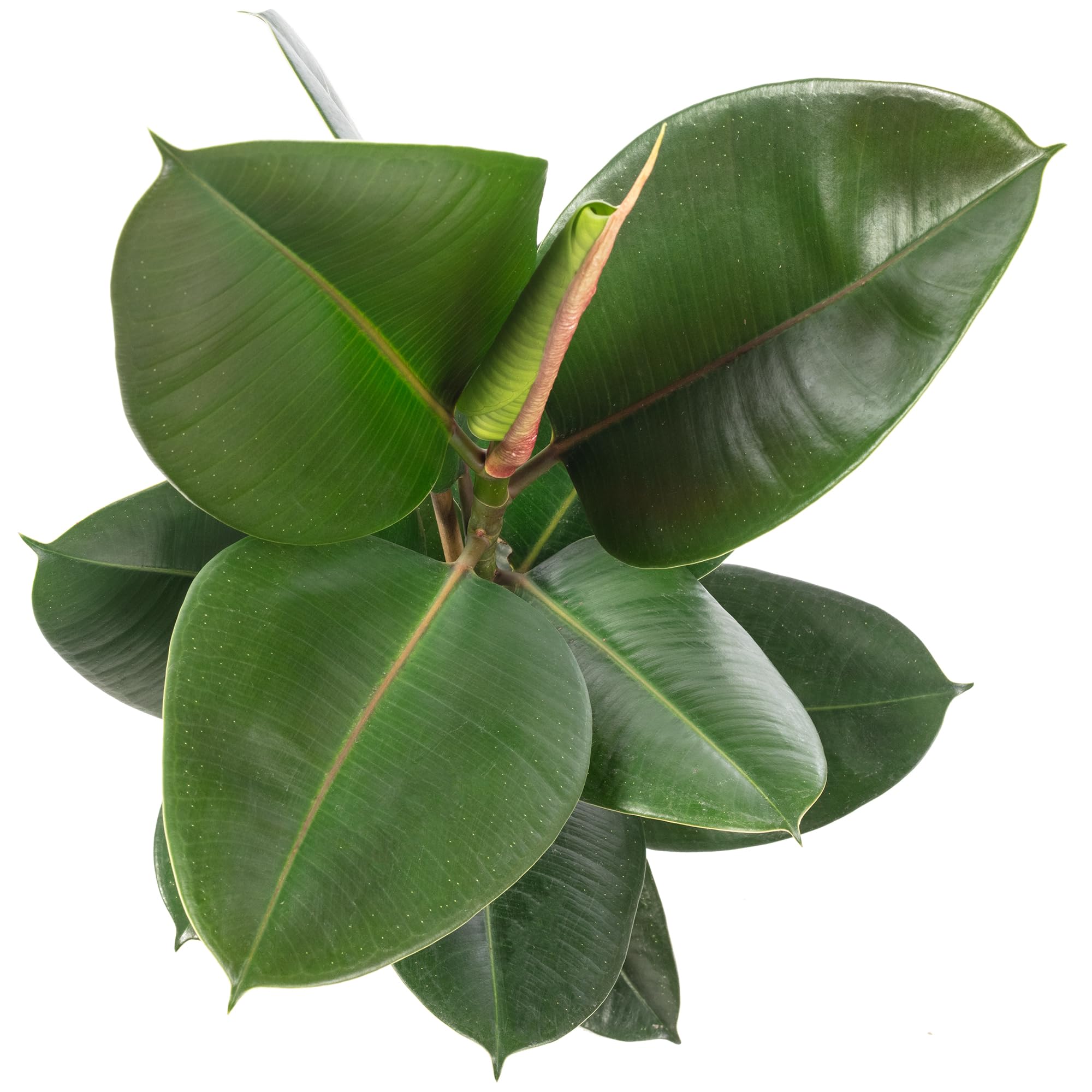 Gummibaum - pflegeleichte Zimmerpflanze, Ficus elastica 'Robusta' - Höhe ca. 50 cm, Topf-Ø 17 cm
