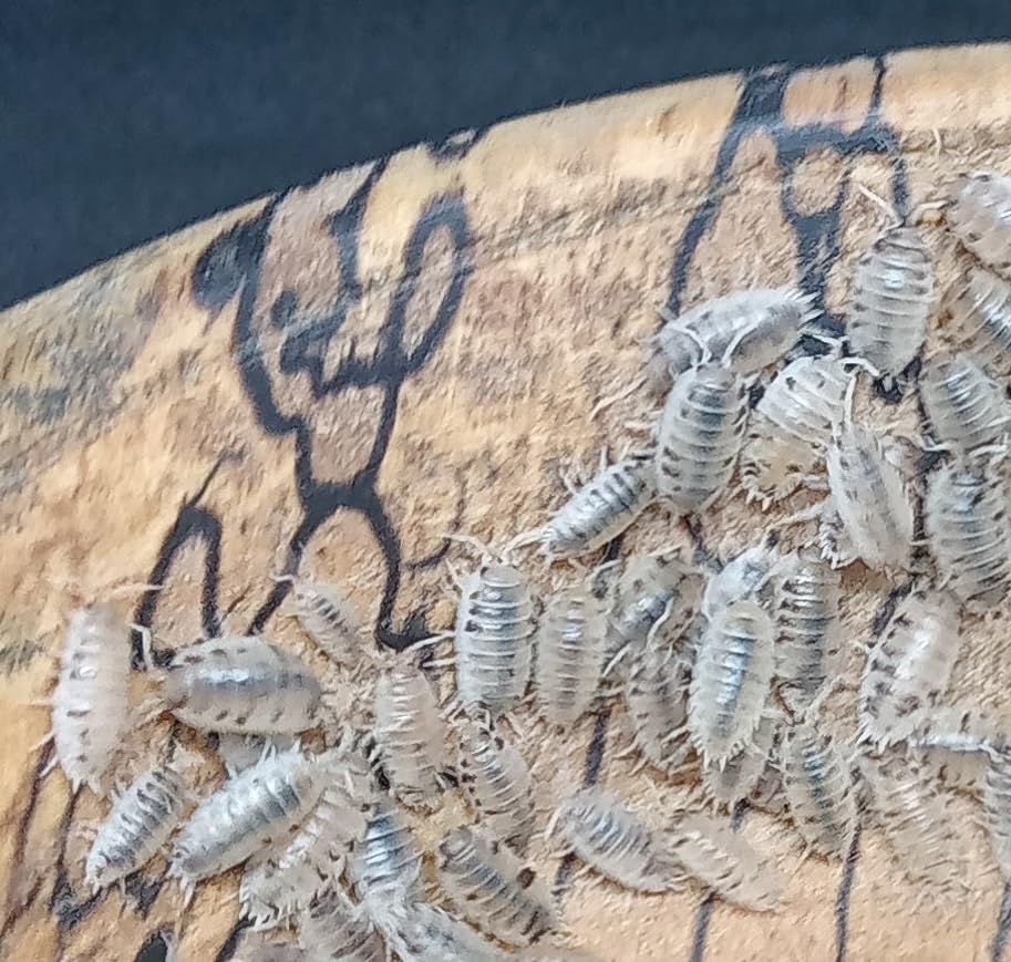 Live Porcellio L. Dairy Cow Isopods – Dairy Cow Woodlice for Bioactive Terrariums or Clean-Up Crews - Medium (20)