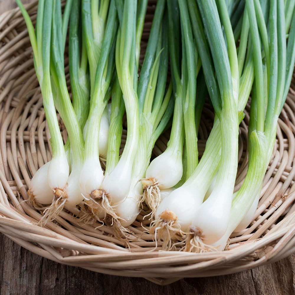 Onion Spring Performer Seeds – Long Straight Stems Crop Well in Patio Pots – Attractive & Tasty – for Your Beautiful Kitchen Garden