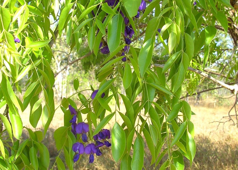 SAFLAX - Glicinia africana - 15 semillas - Bolusanthus africanus