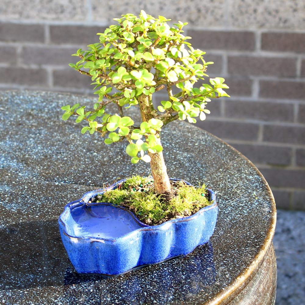 Brussel's Bonsai - Live Dwarf Jade Bonsai Tree in a Zen Ceramic Bonsai Pot, Indoor Succulent Houseplant, 3 Years Old, 5-8 Inches Tall, Easy Care Plant for Home or Office (Small, Green)