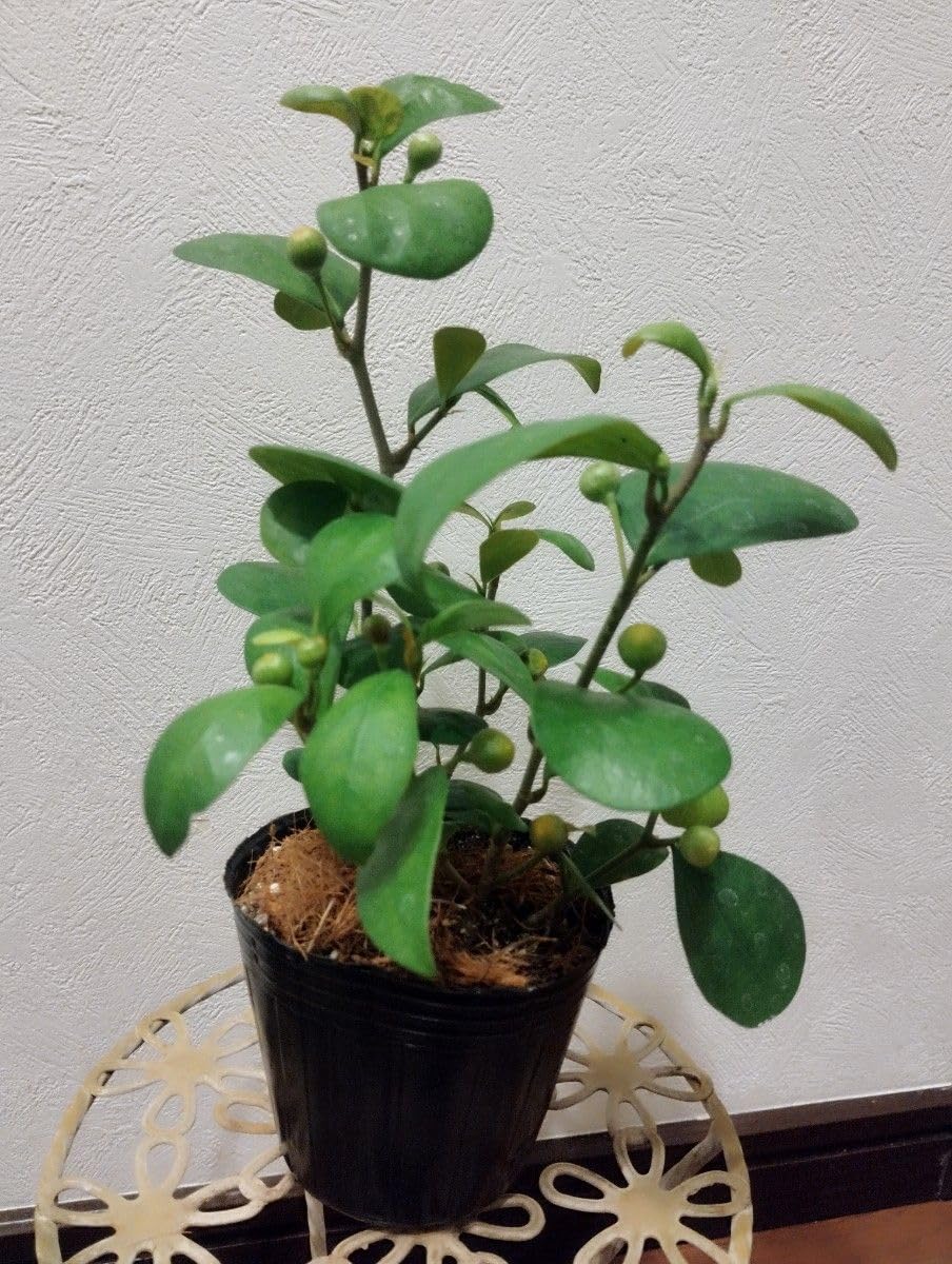 Amazon.co.jp: 小判菩提樹 コバンボダイジュ 花 フィカス
