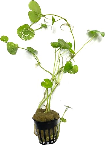 Miniatura 8 de Plantas de acuario vivas en maceta  Plantas acuáticas de agua dulce para acuarios y estanques (espada amazónica (Echinodorus amazonicus))