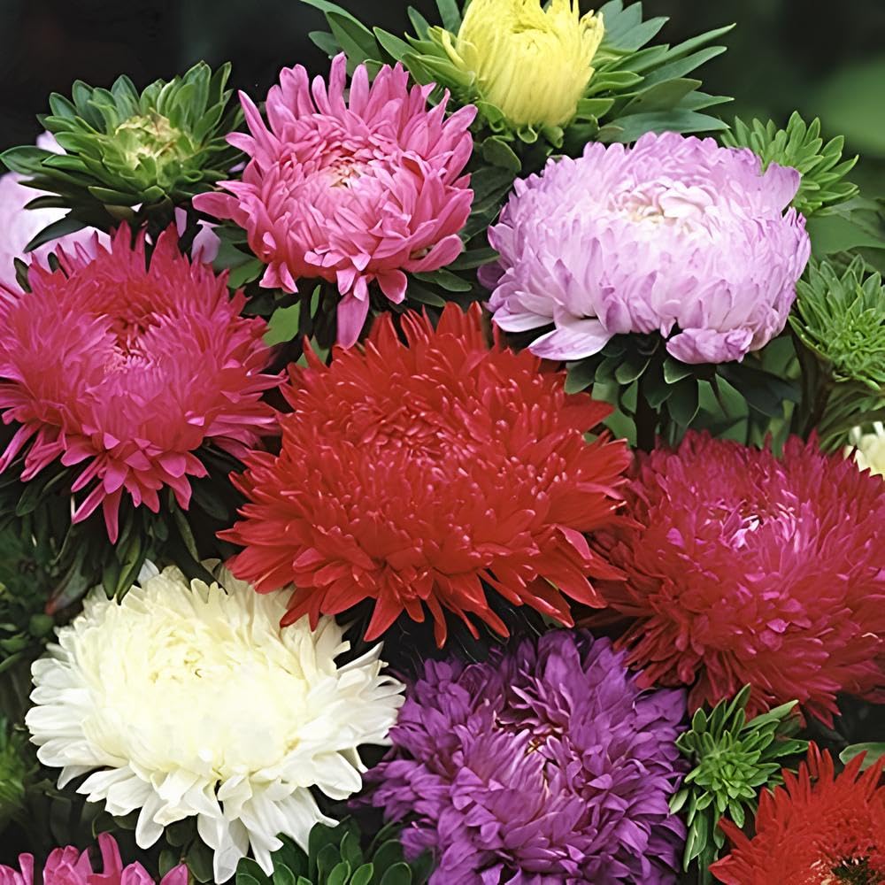 Aster Flower Seeds (Peony Duchess) - Mix 30 Seeds (B09ZPWGNB6) Amazon Price History, Amazon Price Tracker