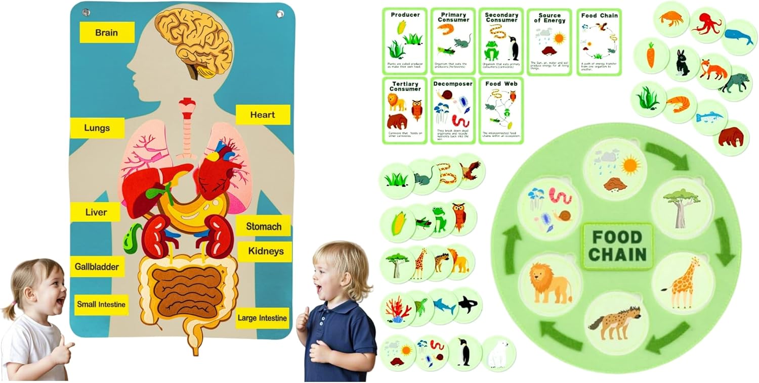Human Body Model for Kids-Human Body Parts Learning Felt Board Set for Toddlers-Life Cycle Toys for Kids-Food Chain & Food Web Science Education Toys