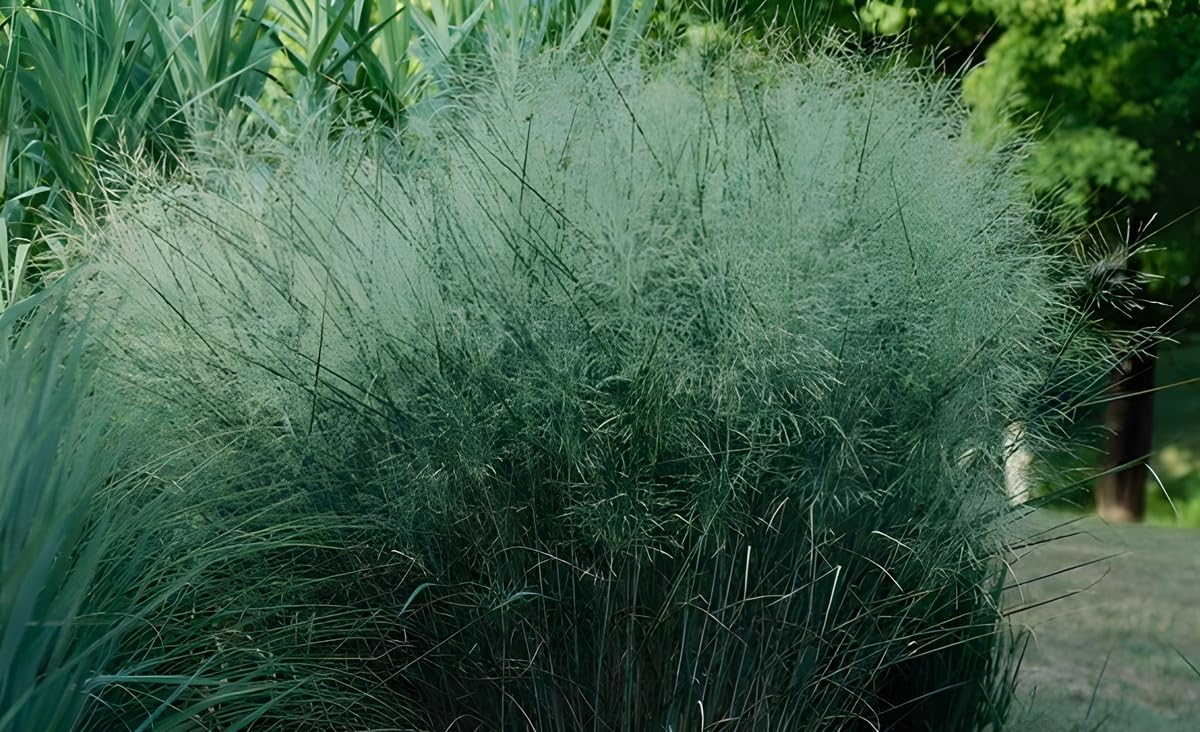 Stauden Gänge 10 x Panicum virgatum 'Cloud Nine' Blaue Riesen Rutenhirse