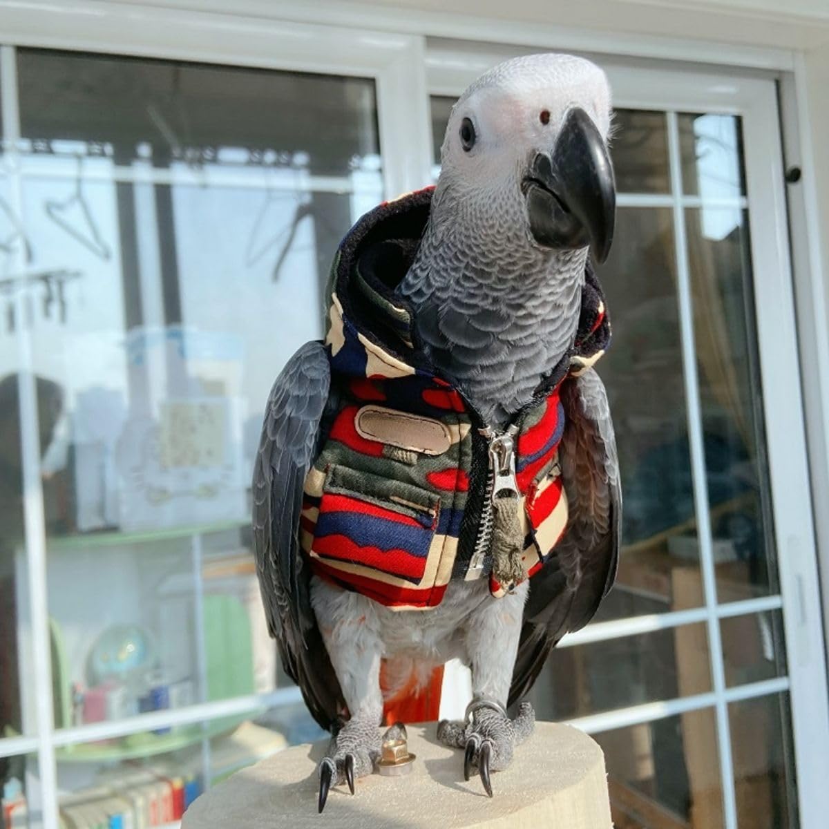 Bird Cloth Christmas Party Birthday Costume for Parrot Halloween Pet Birds Clothes Birds Cosplay Outfit Camouflage Hoodies (Green,Sulphur-Crested Cockatoo)