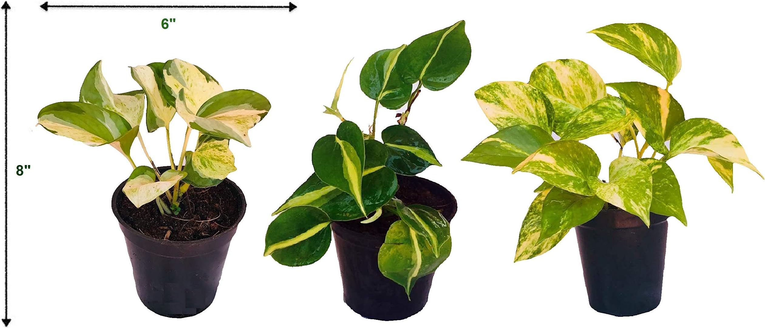 The Four Seasons Combo of Money Plants Manjula, Hederaceum Brasil And Scindapsus Gold King Natural Live Plants in Pot (Combo of 3)