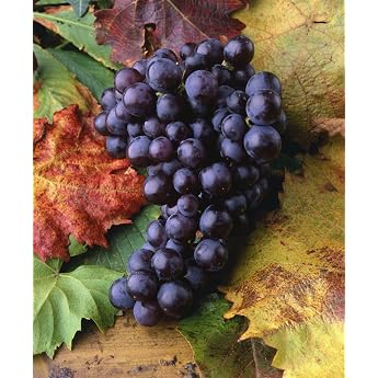 Vitis Vinifera 'Isabella' 100-150 cm - Hardy Perennial Easy Care - Grape/Table Grape - Climbing Plant for Pergola & Trellis
