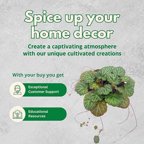 Miniatura 8 de Begonia de fresa, 4 pulgadas, Saxifraga stolonifera, planta de interior Legacy Heritage