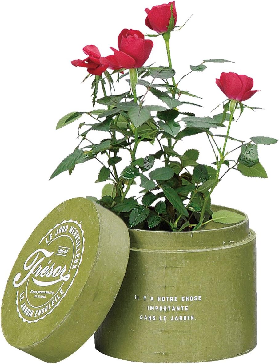 Greenhouse surimuuddobokkusu Green 3528-gr