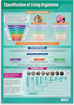 Daydream Education Classification of Living Organisms Classroom Poster - EXTRA LARGE 33 x 23.5 - Laminated - STEM Middle & High School Class Decoration - Wall Charts