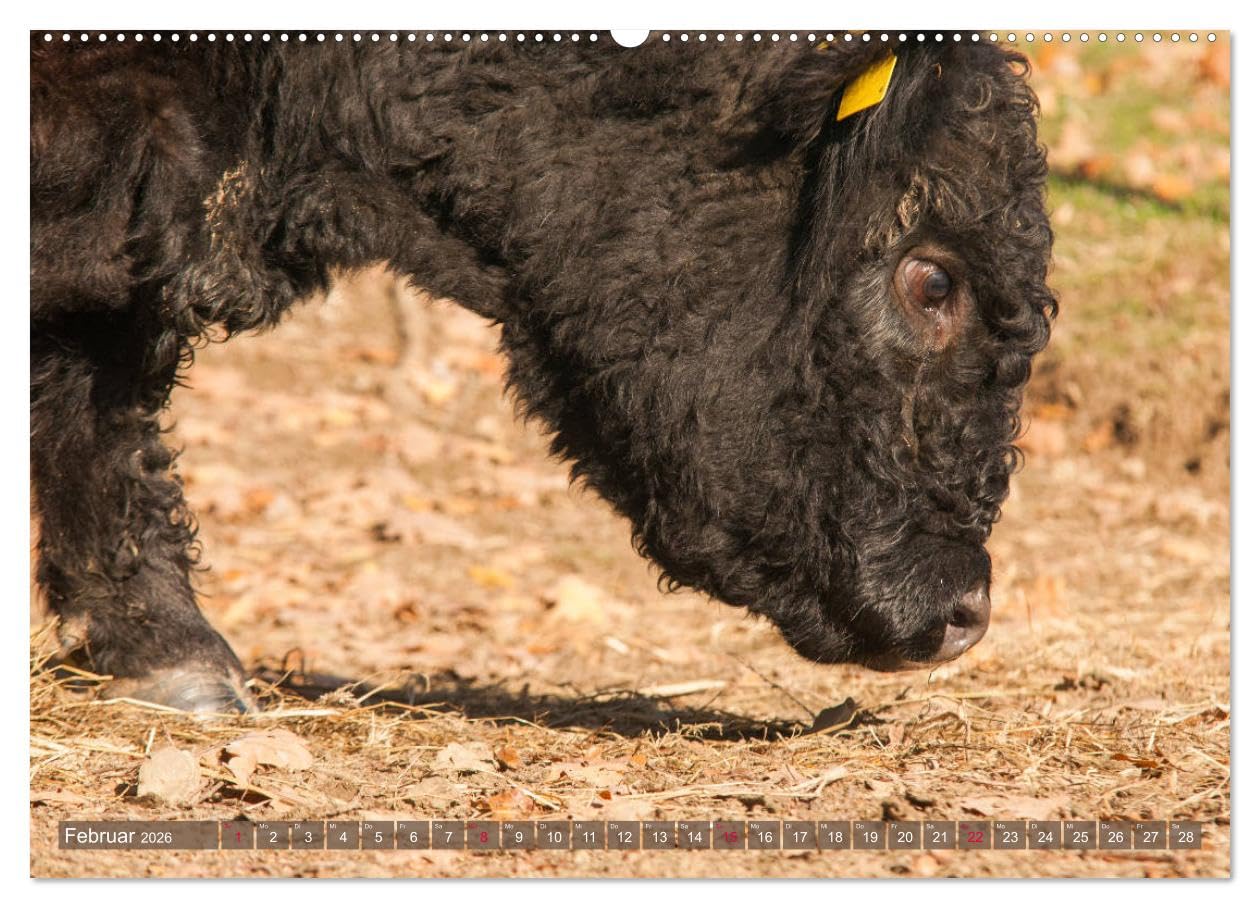Schöne Schotten - Galloway im Porträt (Wandkalender 2026 DIN A2 quer), CALVENDO Monatskalender: Grandiose Aufnahmen zauberhafter Rinder (CALVENDO Tiere)