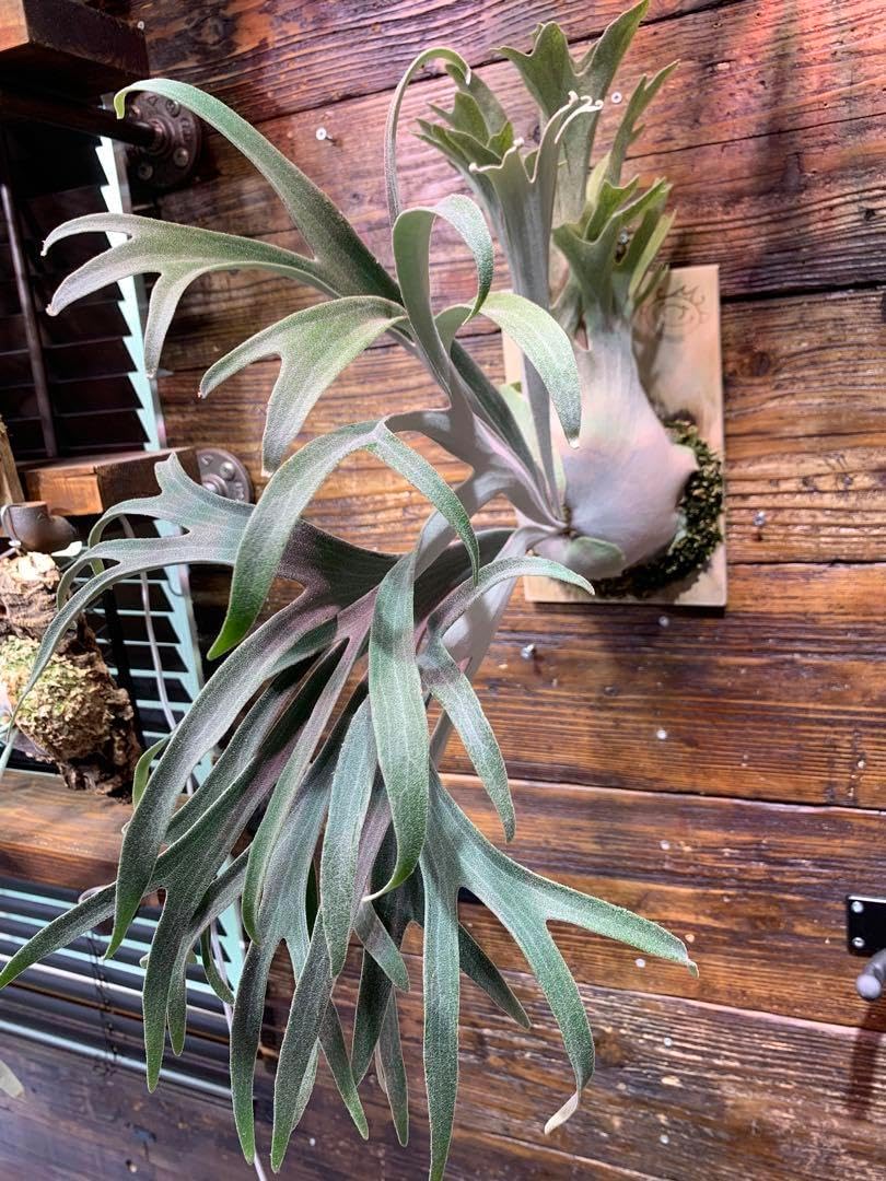 P.veitchii wild Australia 大きめ子株｜観葉植物 オンライン通販