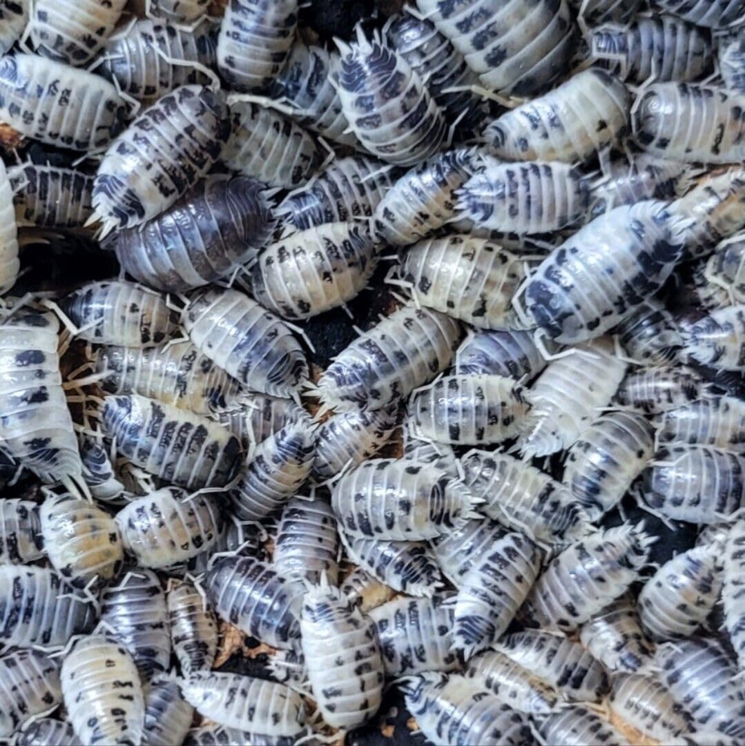 15+ "Dairy Cow Isopod let Make Your New Colony