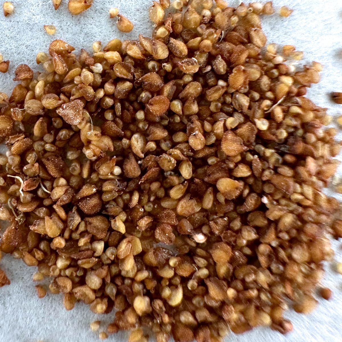 リトープスのミックス種子　10,000粒 お買い得 リトープス ミックス 種子 10,000粒 リトープス（種、種子