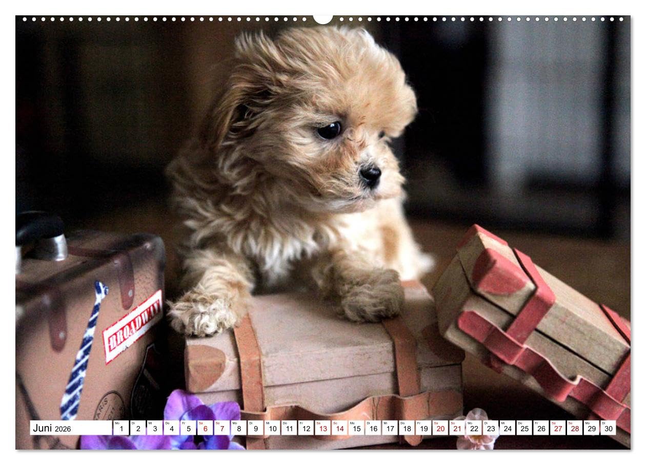 Bolonka Babykalender 2026 (hochwertiger Premium Wandkalender 2026 DIN A2 quer), Kunstdruck in Hochglanz: Ein gelungener Kalender mit hinreißenden ... kein Herz verschließen kann. (CALVENDO Tiere)