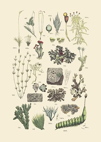 Miniatura 7 de Ink Inc. - Impresiones botánicas vintage  Plantas del bosque de Ink Inc.  Arte de pared de hongos de flores silvestres, helechos y bayas  Juego de 9