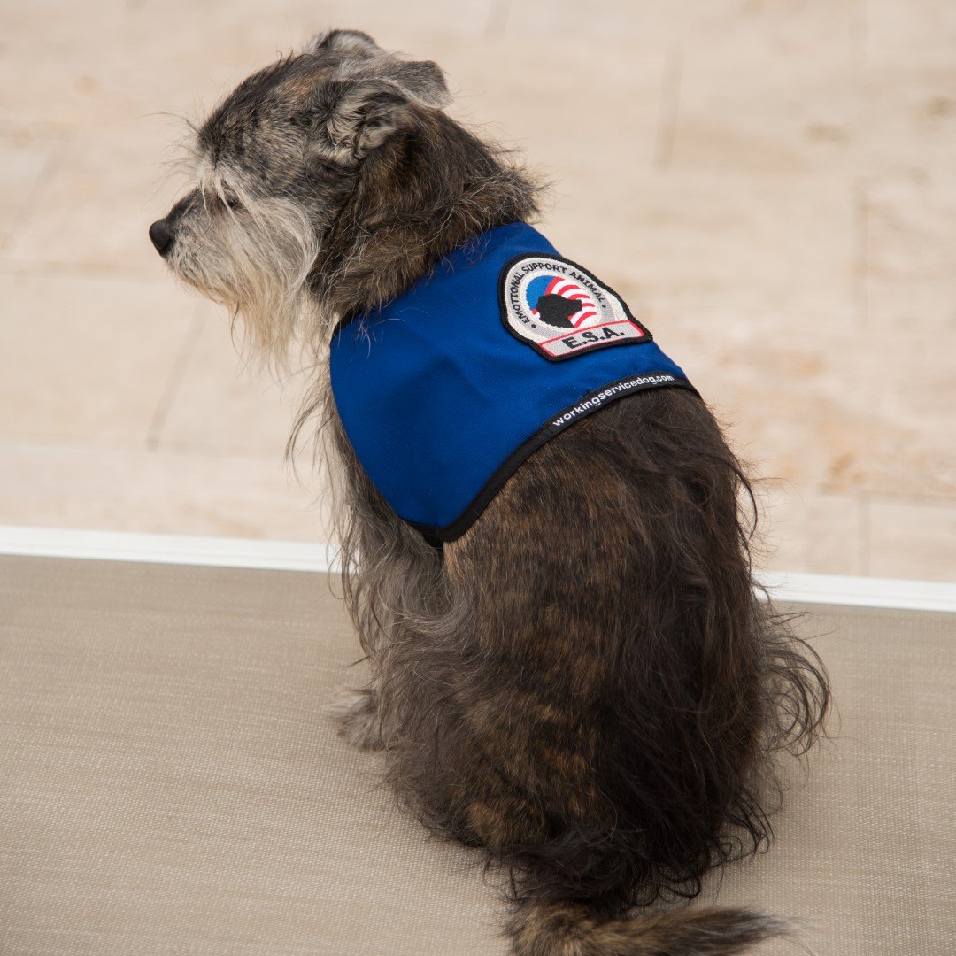 Can An Emotional Support Animal Wear A Service Dog Vest Can An Emotional Support Animal Wear A Service Dog Vest