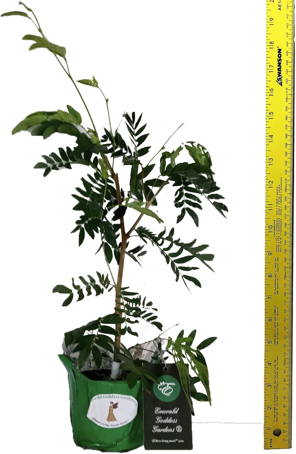 Pink Powder Puff Rose Cascade - Calliandra surinaminsis - Live Tropical Tree Plant - Unusual Flower - 8-12 Inches Tall - 4 Inch Pot