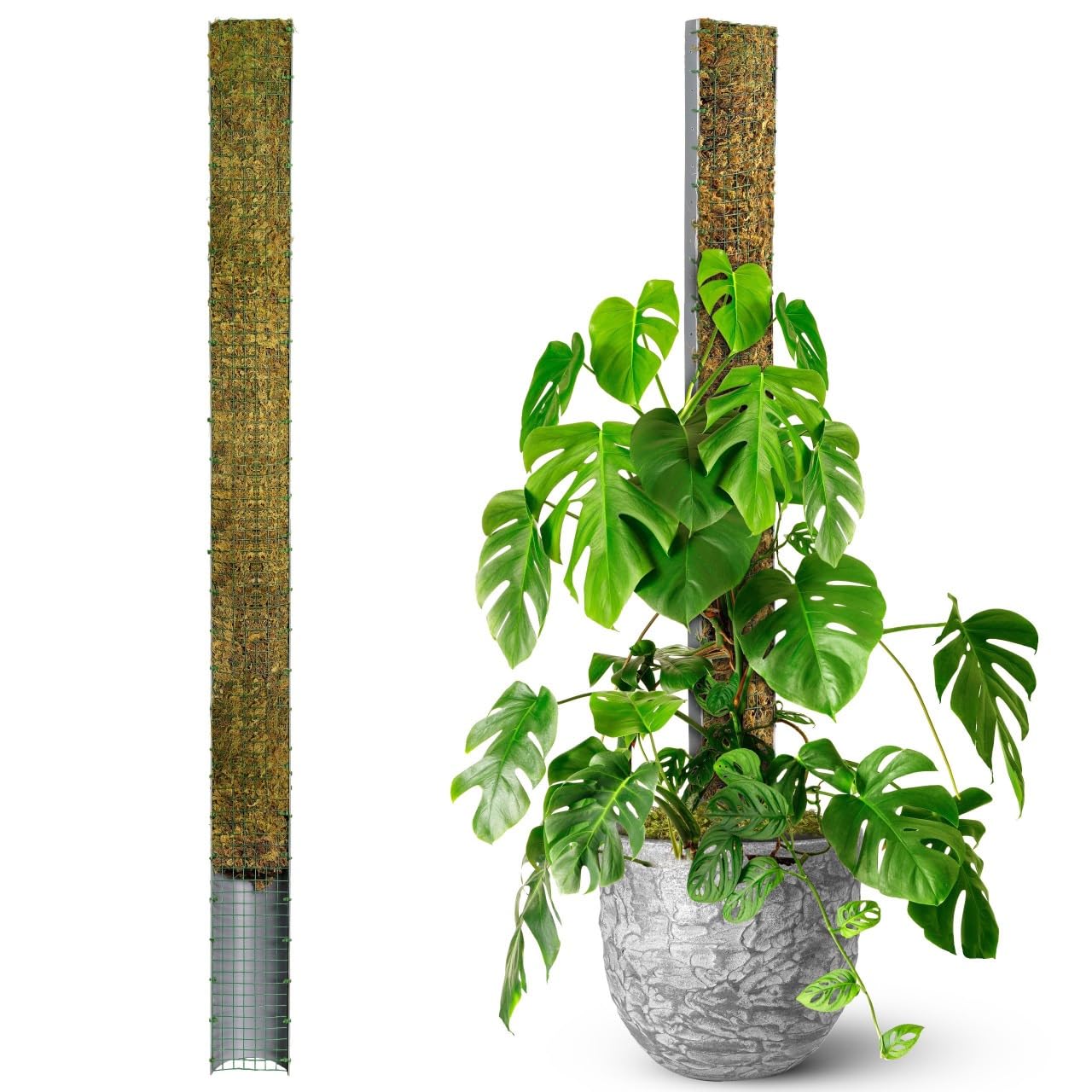 ミ*ミ様 MOSS STICK U5 154cm Amazon.com : Joyhalo 26.4 Inch Moss Pole Monstera Plant