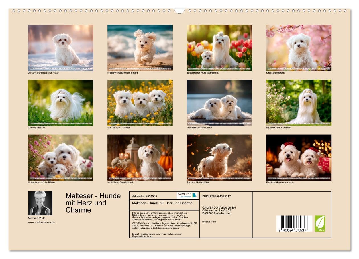 CALVENDO · Malteser - Hunde mit Herz und Charme (Kalender 2027) | DIN A2 Querformat · Wandkalender · Momente voller Anmut und Freude erleben