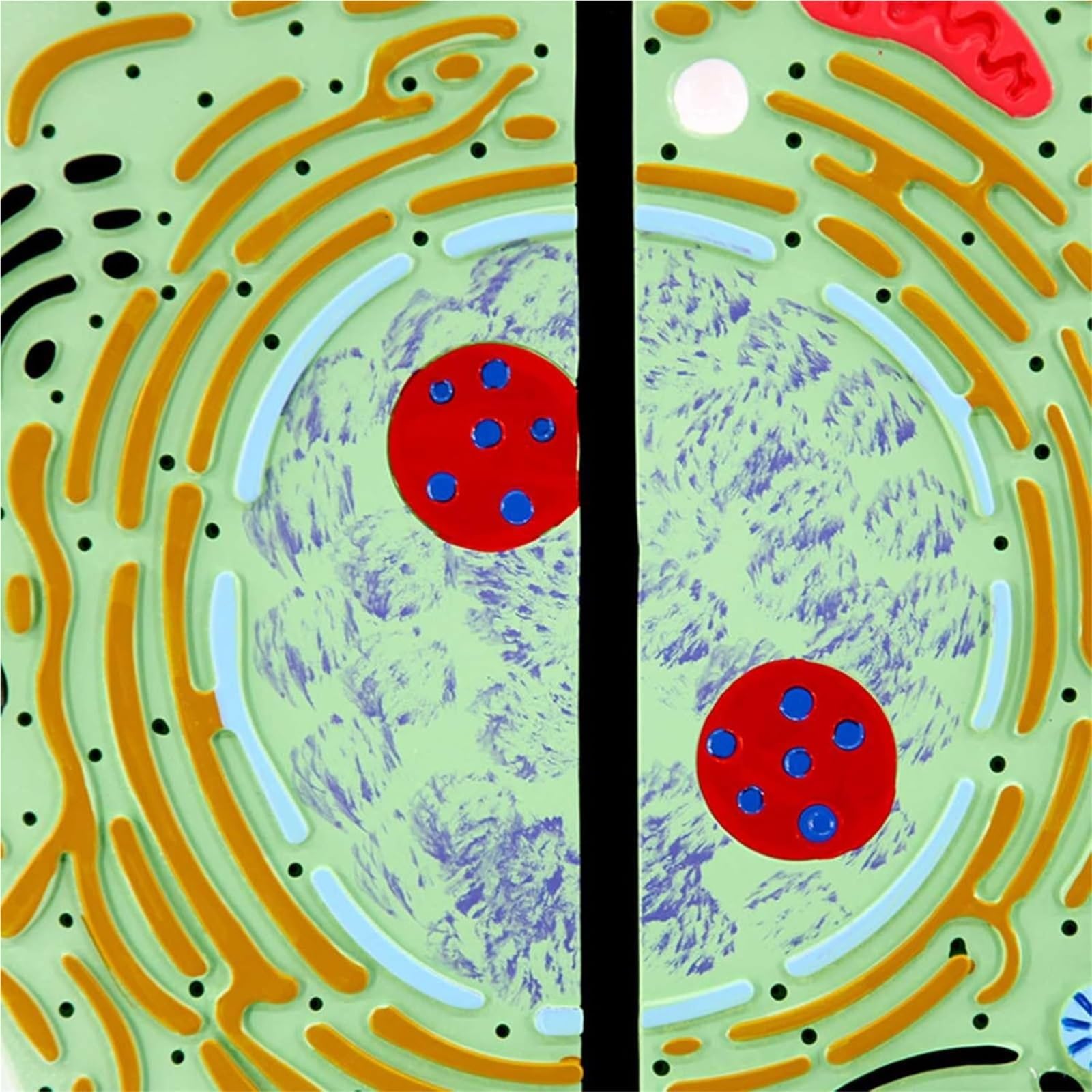 Biologische Zellmodelle, Tier- und Pflanzenzell-Organanatomiemodelle, Zellmikrostruktur-Anatomie, Dekorations- und Lehrmittel für den naturwissenschaftlichen Unterricht