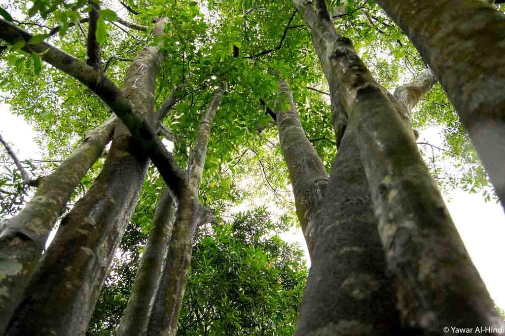 Plants Point Incesne/Perfume Tree Plant - Rare Aquilaria Agallocha Agarwood/Oud - Most Expensive Wood Tree (1 Healthy Live Plant) (B07M87YFP5) Amazon Price History, Amazon Price Tracker