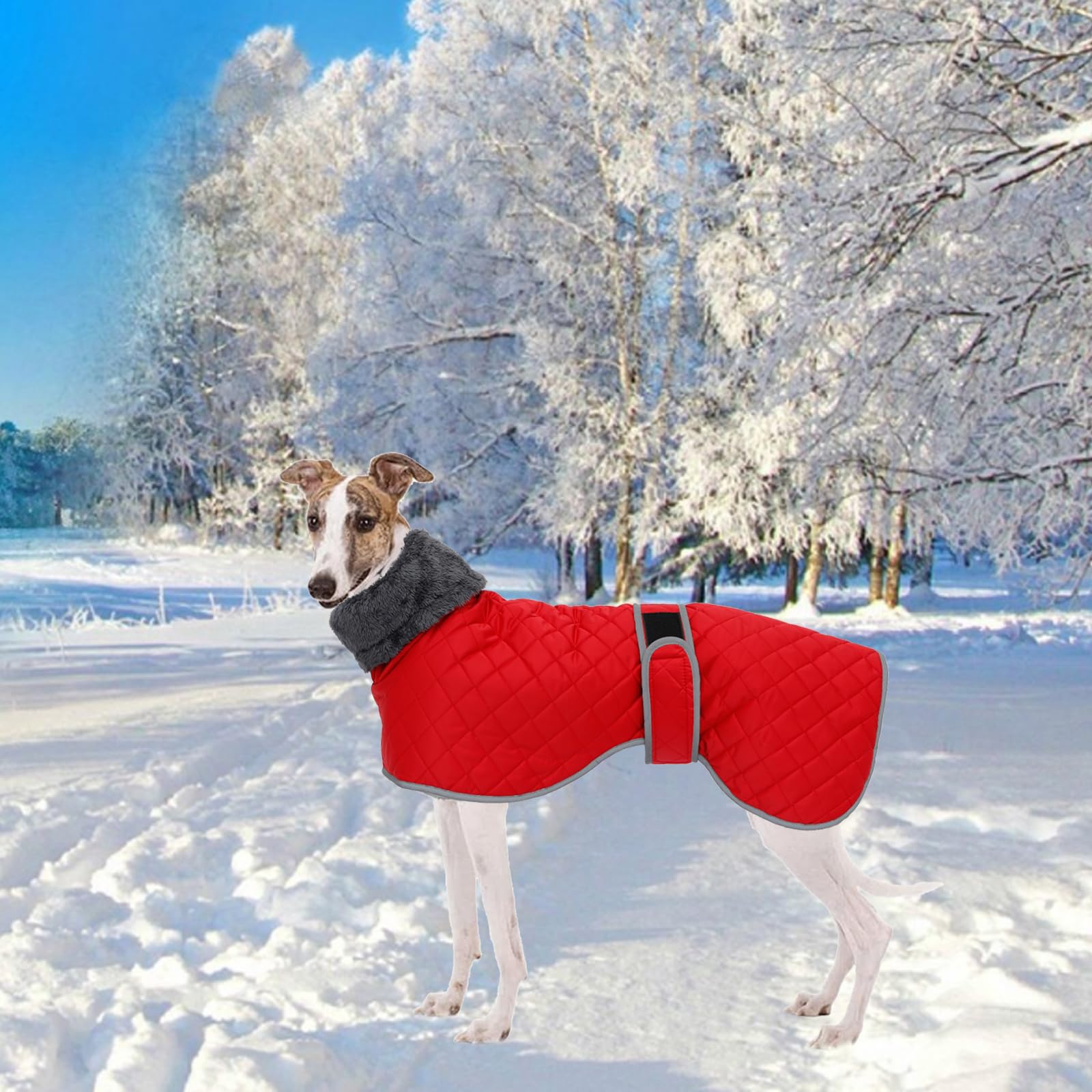 Geyecete Cappotto Levrieri Impermeabile,Invernale Cappotto Cane con fodera in fleece,Calda Giacca Whippet,Cappotto Whippet,Pullover per Cane con Foro per Imbracatura-Rosso-L