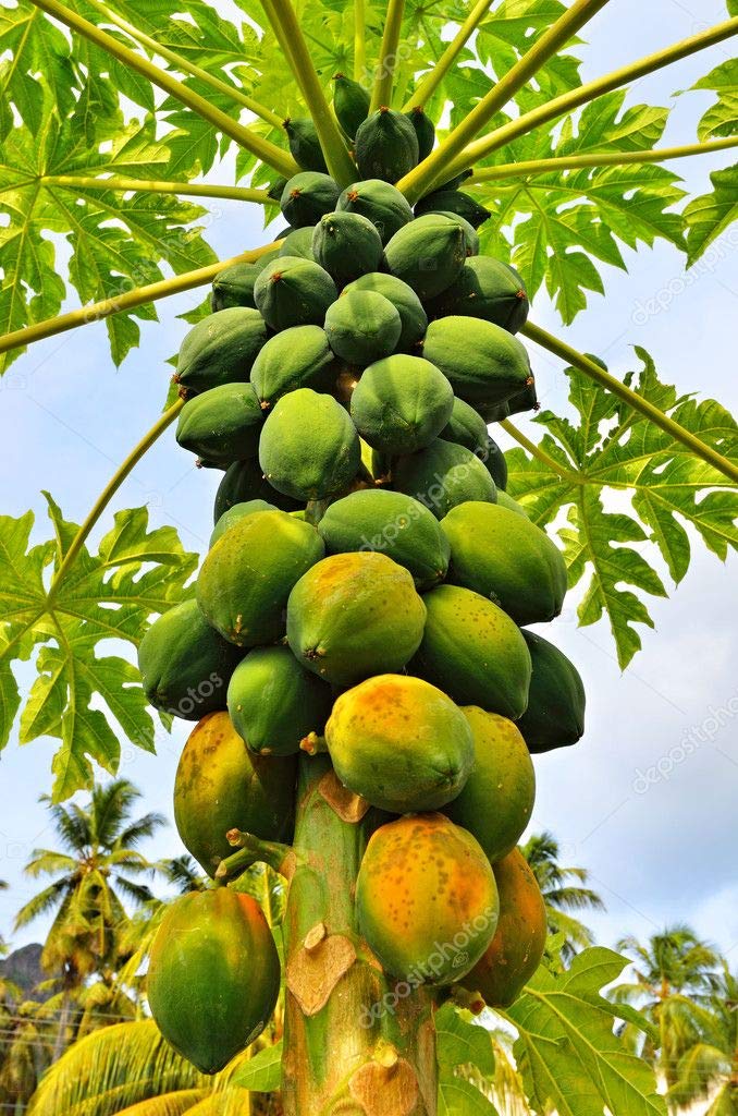 Golden Hills Farm Thai Papaya Seeds F1 Hybrid Variety Dwarf Fruit 50 Seeds (B07PVNZBD9) Amazon Price History, Amazon Price Tracker