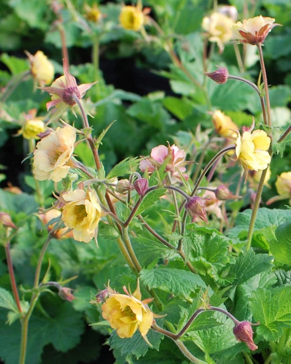 Perennial Farm Marketplace (Avens) Geum Tempo Perennial, Size-#1, Yellow Flowers