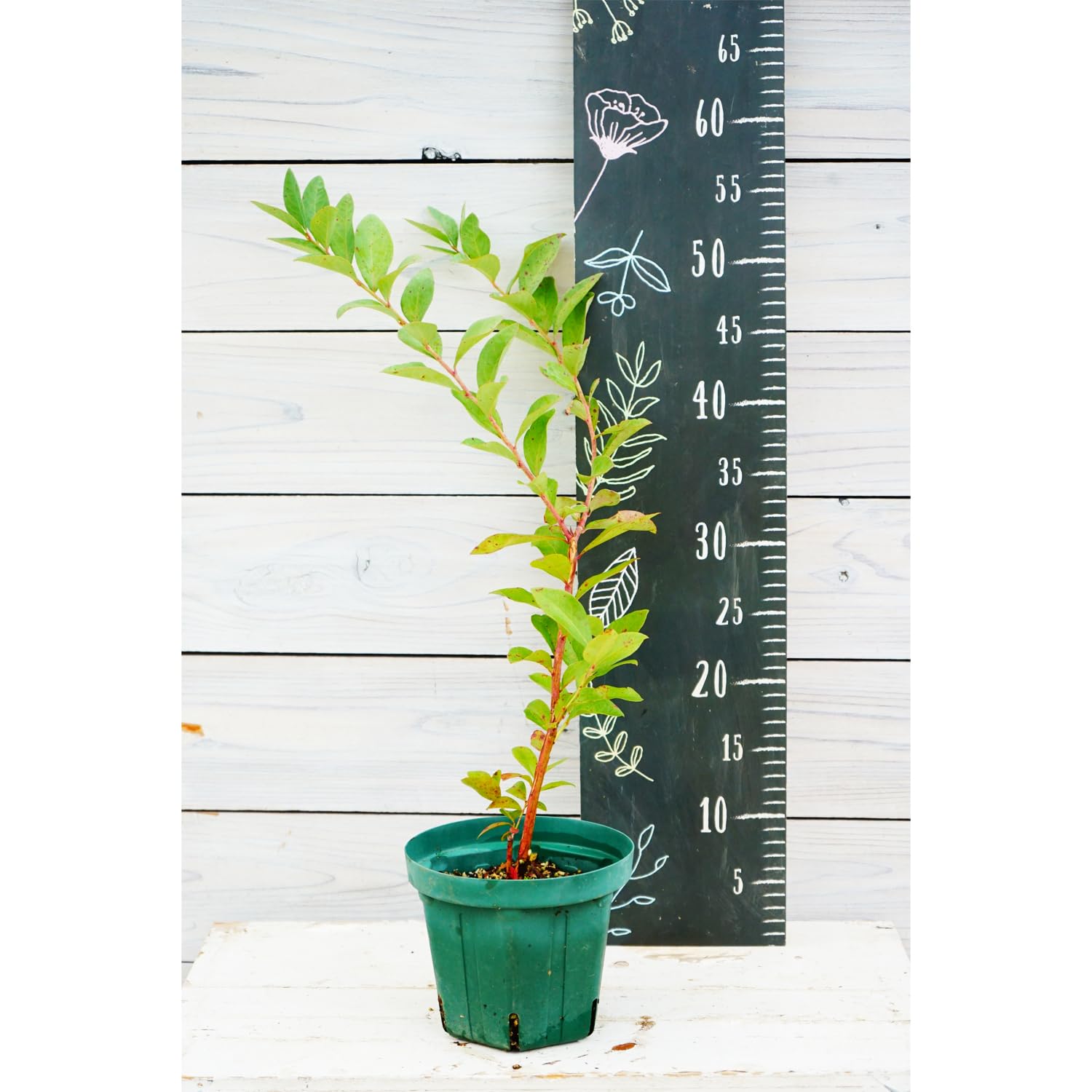 ブルーベリー苗　レガシー20、コロンブス22 ブルーベリー苗 レガシー20、コロンブス22 ブルーベリー苗