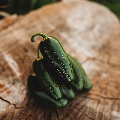 Miniatura 2 de Jalapeño Pimienta chile suave - 25 semillas - Variedad de reliquia y polinizada abierta, jalapeño domado, semillas de chile cultivadas en Estados