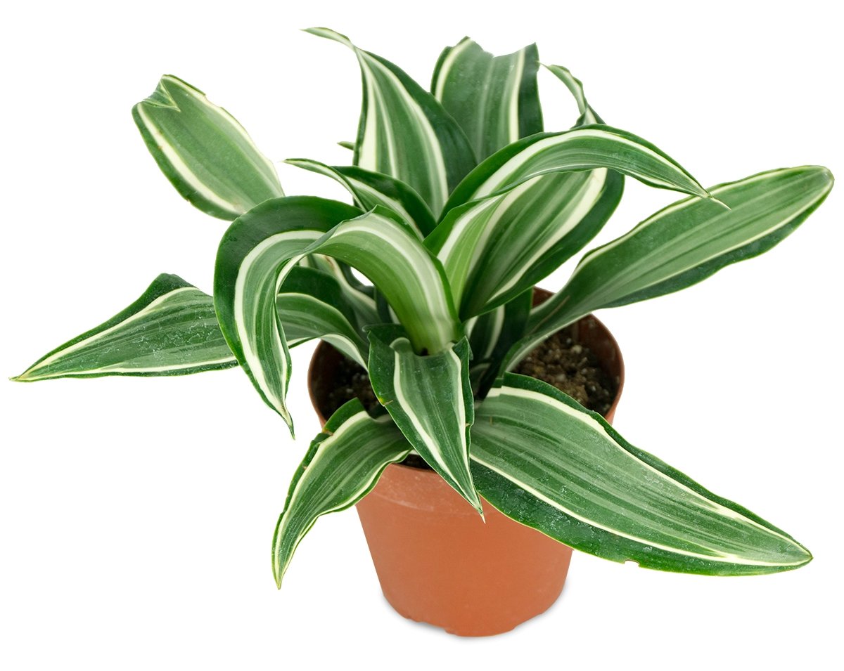 Amazon.com : Dracaena fragrans 'Jade Jewel' - 4" Pot : Patio, Lawn & Garden